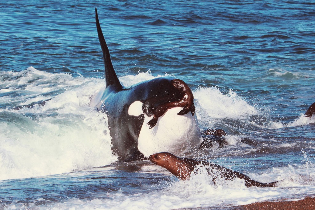 Argentinien: Pampa- 24.3.-29.3.